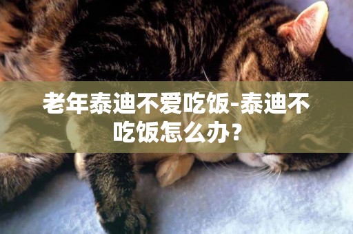 老年泰迪不愛吃飯-泰迪不吃飯怎么辦？