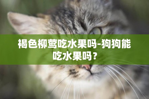 褐色柳鶯吃水果嗎-狗狗能吃水果嗎？