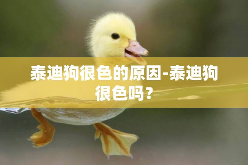 泰迪狗很色的原因-泰迪狗很色嗎？