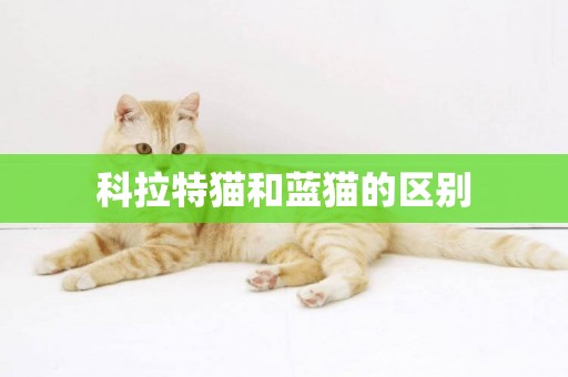 科拉特貓和藍貓的區別