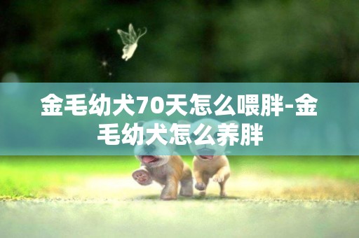 金毛幼犬70天怎么喂胖-金毛幼犬怎么養胖