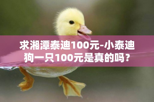 求湘潭泰迪100元-小泰迪狗一只100元是真的嗎？