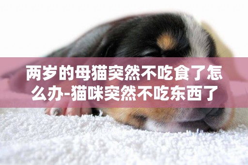 兩歲的母貓突然不吃食了怎么辦-貓咪突然不吃東西了怎么回事？