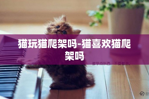 貓玩貓爬架嗎-貓喜歡貓爬架嗎