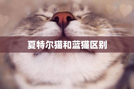 夏特爾貓和藍貓區別