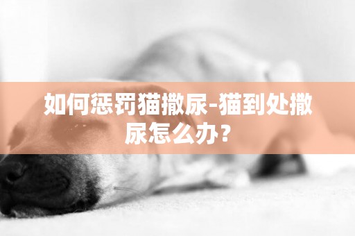 如何懲罰貓撒尿-貓到處撒尿怎么辦？