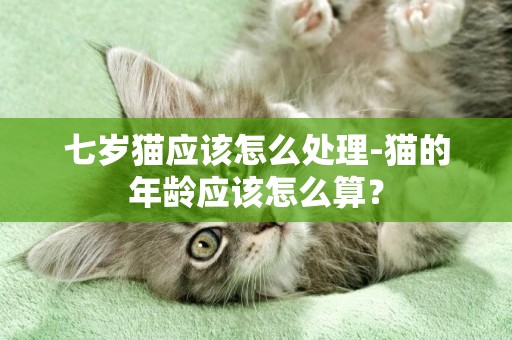 七歲貓應該怎么處理-貓的年齡應該怎么算？