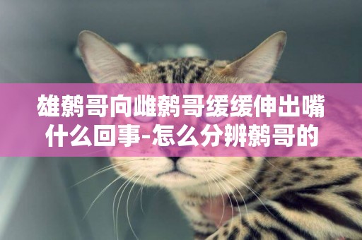 雄鷯哥向雌鷯哥緩緩伸出嘴什么回事-怎么分辨鷯哥的雄雌？
