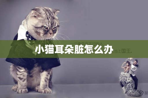 小貓耳朵臟怎么辦