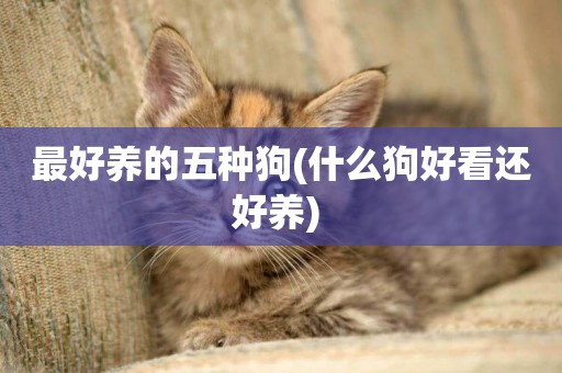 最好養的五種狗(什么狗好看還好養) 