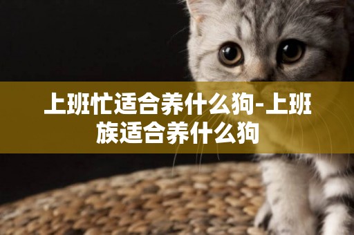上班忙適合養什么狗-上班族適合養什么狗