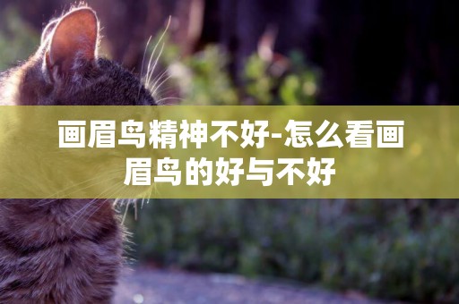 畫眉鳥精神不好-怎么看畫眉鳥的好與不好