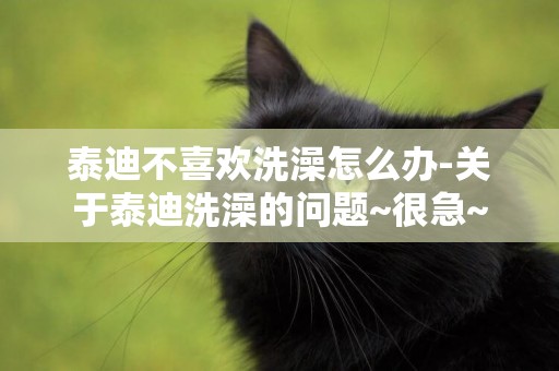 泰迪不喜歡洗澡怎么辦-關于泰迪洗澡的問題~很急~