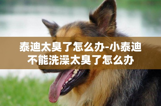 泰迪太臭了怎么辦-小泰迪不能洗澡太臭了怎么辦