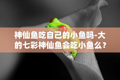 神仙魚吃自己的小魚嗎-大的七彩神仙魚會吃小魚么？