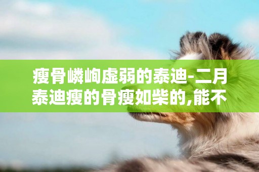 瘦骨嶙峋虛弱的泰迪-二月泰迪瘦的骨瘦如柴的,能不能死呀?