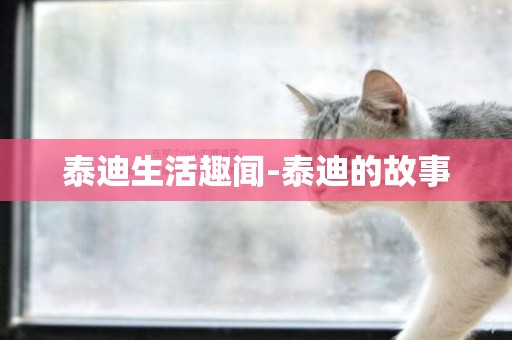泰迪生活趣聞-泰迪的故事