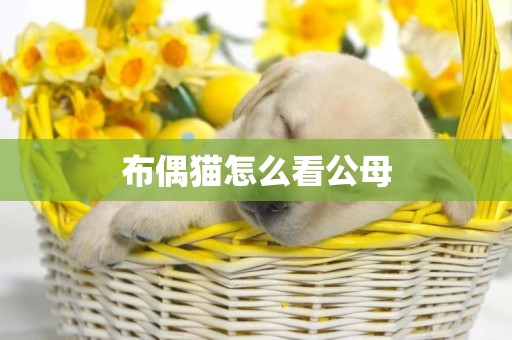 布偶貓怎么看公母