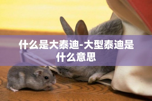 什么是大泰迪-大型泰迪是什么意思