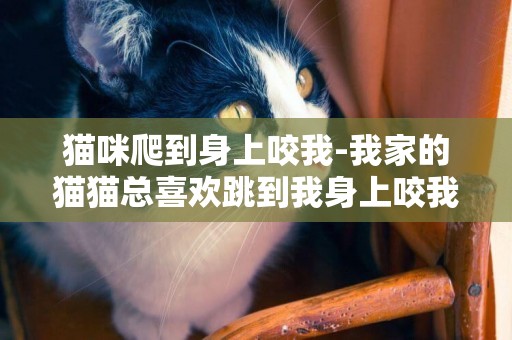 貓咪爬到身上咬我-我家的貓貓總喜歡跳到我身上咬我