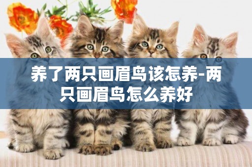 養了兩只畫眉鳥該怎養-兩只畫眉鳥怎么養好