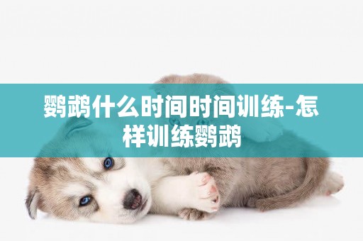 鸚鵡什么時間時間訓練-怎樣訓練鸚鵡