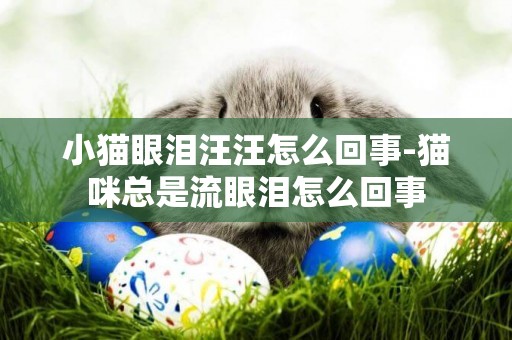 小貓眼淚汪汪怎么回事-貓咪總是流眼淚怎么回事