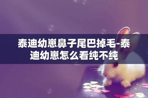 泰迪幼崽鼻子尾巴掉毛-泰迪幼崽怎么看純不純