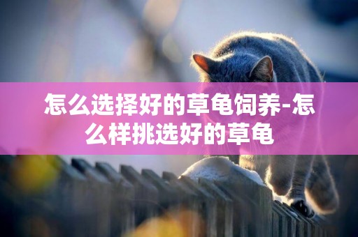 怎么選擇好的草龜飼養-怎么樣挑選好的草龜