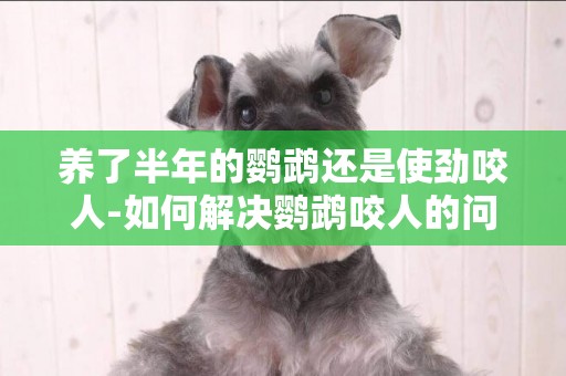 養了半年的鸚鵡還是使勁咬人-如何解決鸚鵡咬人的問題