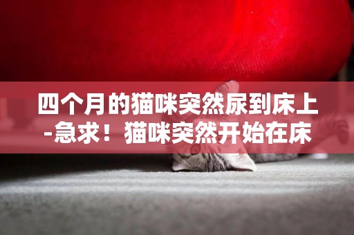 四個月的貓咪突然尿到床上-急求！貓咪突然開始在床上撒尿