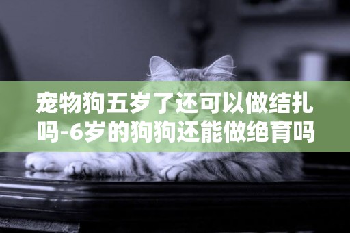 寵物狗五歲了還可以做結扎嗎-6歲的狗狗還能做絕育嗎？