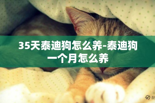 35天泰迪狗怎么養-泰迪狗一個月怎么養