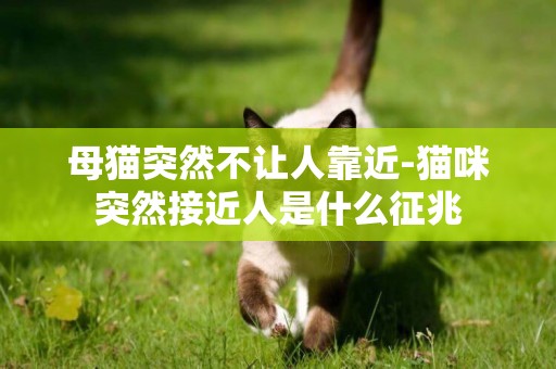 母貓突然不讓人靠近-貓咪突然接近人是什么征兆