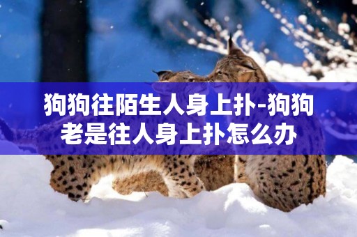 狗狗往陌生人身上撲-狗狗老是往人身上撲怎么辦