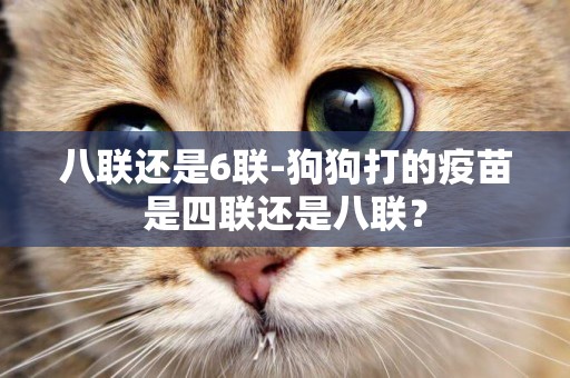 八聯還是6聯-狗狗打的疫苗是四聯還是八聯？