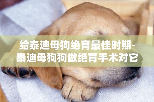給泰迪母狗絕育最佳時期-泰迪母狗狗做絕育手術對它好嗎