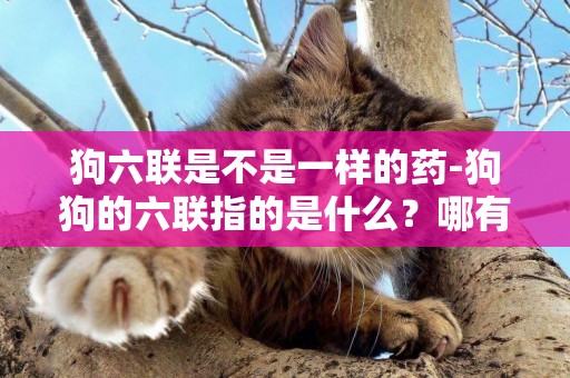 狗六聯是不是一樣的藥-狗狗的六聯指的是什么？哪有賣六聯的藥的