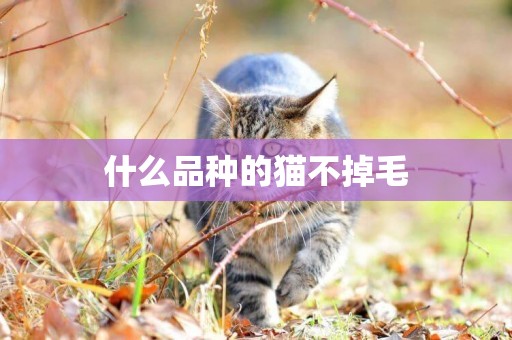 什么品種的貓不掉毛
