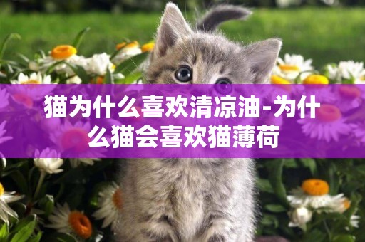 貓為什么喜歡清涼油-為什么貓會喜歡貓薄荷