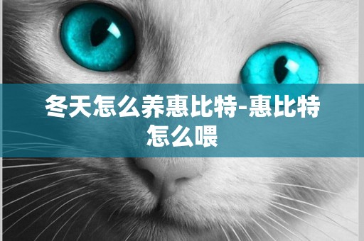 冬天怎么養惠比特-惠比特怎么喂