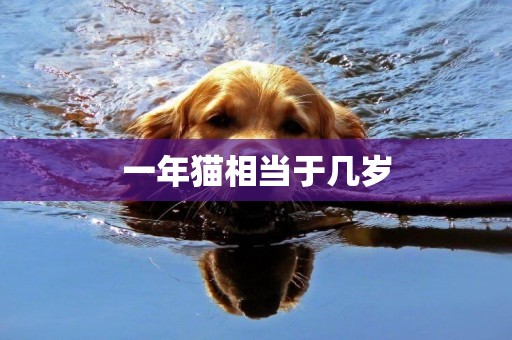 一年貓相當于幾歲