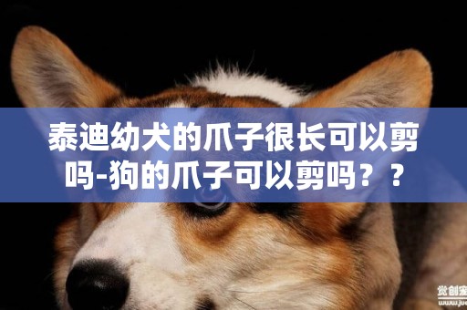 泰迪幼犬的爪子很長可以剪嗎-狗的爪子可以剪嗎？？