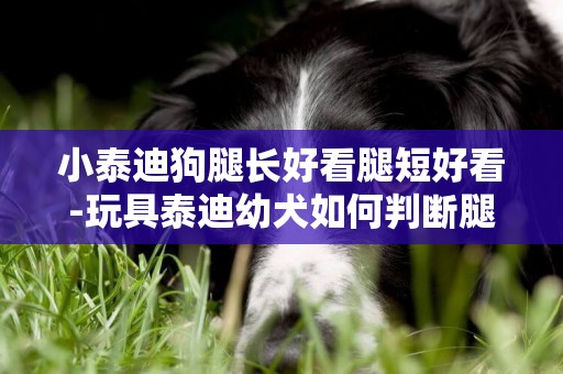 小泰迪狗腿長好看腿短好看-玩具泰迪幼犬如何判斷腿長腿短