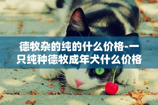 德牧雜的純的什么價格-一只純種德牧成年犬什么價格