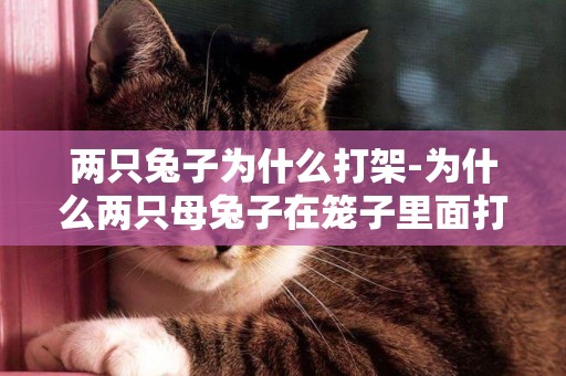 兩只兔子為什么打架-為什么兩只母兔子在籠子里面打架
