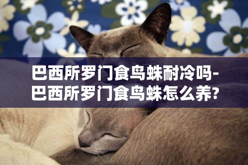 巴西所羅門食鳥蛛耐冷嗎-巴西所羅門食鳥蛛怎么養?