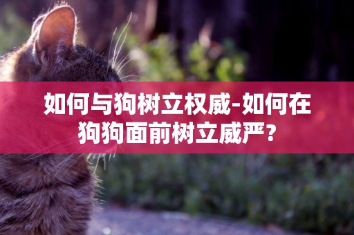 如何與狗樹立權威-如何在狗狗面前樹立威嚴?