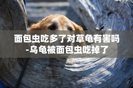 面包蟲吃多了對草龜有害嗎-烏龜被面包蟲吃掉了