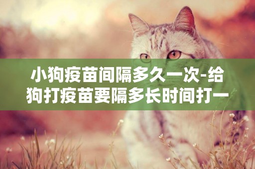 小狗疫苗間隔多久一次-給狗打疫苗要隔多長時間打一次啊?